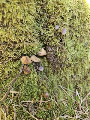  ( - HAY-F-000727)  @11 [ ] by (2023) Mandy Hackney Fungal Diversity Survey