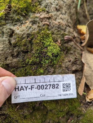  ( - HAY-F-004868)  @11 [ ] by-nc (2023) Stu Pickell Fungal Diversity Survey
