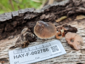  ( - HAY-F-005321)  @11 [ ] by-nc (2023) Stu Pickell Fungal Diversity Survey