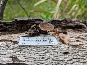  ( - HAY-F-005321)  @11 [ ] by-nc (2023) Stu Pickell Fungal Diversity Survey