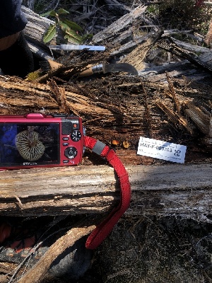  ( - HAY-F-003703)  @11 [ ] by-nc (2023) Dean Lyons Fungal Diversity Survey