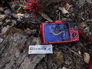  ( - HAY-F-003726)  @11 [ ] by-nc (2023) Dean Lyons Fungal Diversity Survey