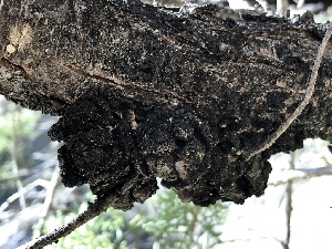  ( - HAY-F-003070)  @11 [ ] by-nc (2023) Dean Lyons Fungal Diversity Survey