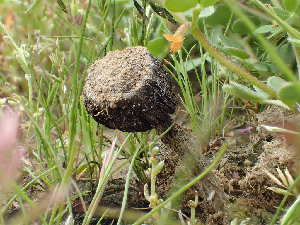  ( - HAY-F-003672)  @11 [ ] by-nc (2023) Dean Lyons Fungal Diversity Survey