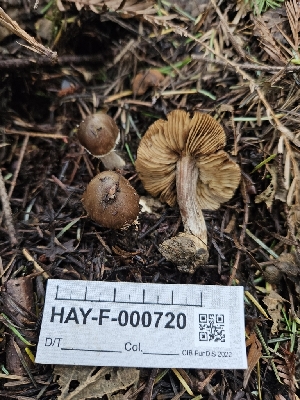  ( - HAY-F-000720)  @11 [ ] by (2023) Mandy Hackney Fungal Diversity Survey