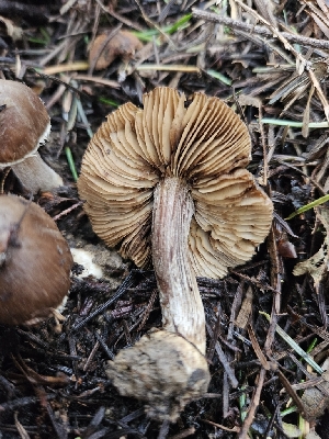  ( - HAY-F-000720)  @11 [ ] by (2023) Mandy Hackney Fungal Diversity Survey