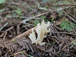  ( - HAY-F-000723)  @11 [ ] by (2023) Mandy Hackney Fungal Diversity Survey