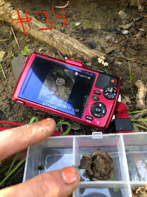  ( - HAY-F-003704)  @11 [ ] by-nc (2023) Dean Lyons Fungal Diversity Survey