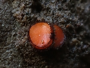  ( - HAY-F-000767)  @11 [ ] by (2023) Mandy Hackney Fungal Diversity Survey