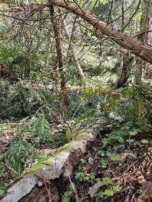  ( - HAY-F-000767)  @11 [ ] by (2023) Mandy Hackney Fungal Diversity Survey