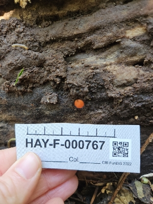  ( - HAY-F-000767)  @11 [ ] by (2023) Mandy Hackney Fungal Diversity Survey