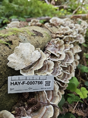  (Botryobasidium sp. CA01 - HAY-F-000766)  @11 [ ] by (2023) Mandy Hackney Fungal Diversity Survey
