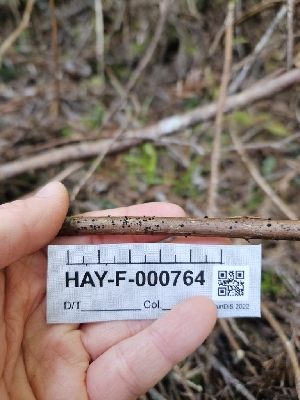  ( - HAY-F-000764)  @11 [ ] by (2023) Mandy Hackney Fungal Diversity Survey