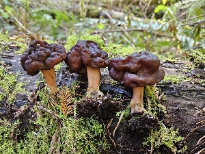  ( - HAY-F-000762)  @11 [ ] by (2023) Mandy Hackney Fungal Diversity Survey