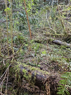  ( - HAY-F-000762)  @11 [ ] by (2023) Mandy Hackney Fungal Diversity Survey