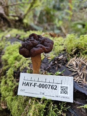  ( - HAY-F-000762)  @11 [ ] by (2023) Mandy Hackney Fungal Diversity Survey