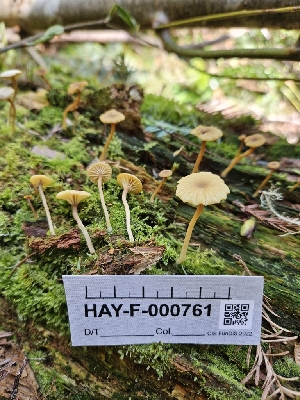  ( - HAY-F-000761)  @11 [ ] by (2023) Mandy Hackney Fungal Diversity Survey