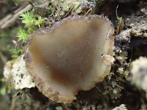  (Peziza sp. NSW 6762 - HAY-F-003756)  @11 [ ] by-nc (2023) Dean Lyons Fungal Diversity Survey