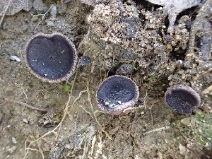  ( - HAY-F-003722)  @11 [ ] by-nc (2023) Dean Lyons Fungal Diversity Survey