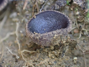  ( - HAY-F-003722)  @11 [ ] by-nc (2023) Dean Lyons Fungal Diversity Survey