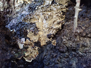  ( - HAY-F-003674)  @11 [ ] by-nc (2023) Dean Lyons Fungal Diversity Survey