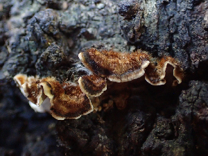 ( - HAY-F-003674)  @11 [ ] by-nc (2023) Dean Lyons Fungal Diversity Survey