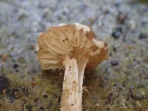  ( - HAY-F-003675)  @11 [ ] by-nc (2023) Dean Lyons Fungal Diversity Survey