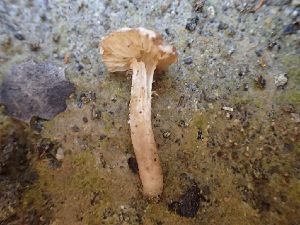  ( - HAY-F-003675)  @11 [ ] by-nc (2023) Dean Lyons Fungal Diversity Survey