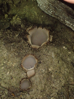  ( - HAY-F-003704)  @11 [ ] by-nc (2023) Dean Lyons Fungal Diversity Survey