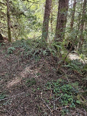  ( - HAY-F-000723)  @11 [ ] by (2023) Mandy Hackney Fungal Diversity Survey