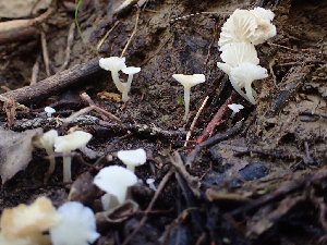  ( - HAY-F-005024)  @11 [ ] by-nc (2023) Dean Lyons Fungal Diversity Survey