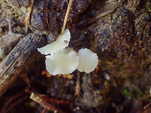  ( - HAY-F-005024)  @11 [ ] by-nc (2023) Dean Lyons Fungal Diversity Survey