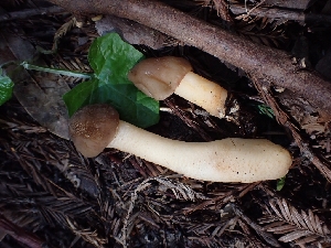  (Verpa - HAY-F-001805)  @11 [ ] by-nc (2023) Sadie Hickey Fungal Diversity Survey