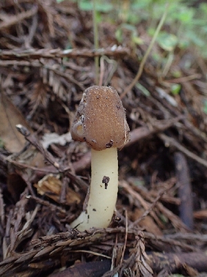  ( - HAY-F-001805)  @11 [ ] by-nc (2023) Sadie Hickey Fungal Diversity Survey