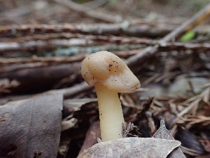  ( - HAY-F-001805)  @11 [ ] by-nc (2023) Sadie Hickey Fungal Diversity Survey