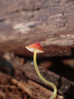  ( - HAY-F-001804)  @11 [ ] by-nc (2023) Sadie Hickey Fungal Diversity Survey