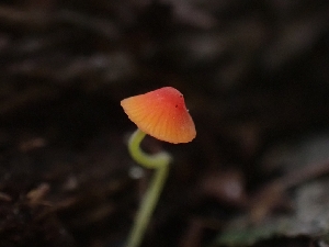  ( - HAY-F-001804)  @11 [ ] by-nc (2023) Sadie Hickey Fungal Diversity Survey