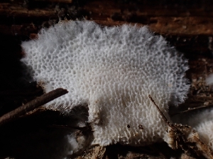  ( - HAY-F-001842)  @11 [ ] by-nc (2023) Sadie Hickey Fungal Diversity Survey
