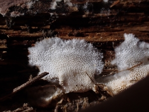  ( - HAY-F-001842)  @11 [ ] by-nc (2023) Sadie Hickey Fungal Diversity Survey