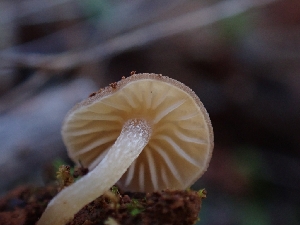  ( - HAY-F-001843)  @11 [ ] by-nc (2023) Sadie Hickey Fungal Diversity Survey