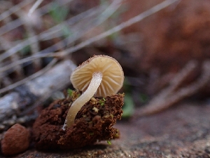  ( - HAY-F-001843)  @11 [ ] by-nc (2023) Sadie Hickey Fungal Diversity Survey