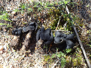  (Helvella sp. CA02 - HAY-F-003766)  @11 [ ] by-nc (2023) Dean Lyons Fungal Diversity Survey