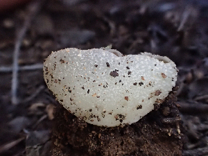  ( - HAY-F-003764)  @11 [ ] by-nc (2023) Dean Lyons Fungal Diversity Survey