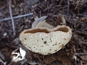  ( - HAY-F-003764)  @11 [ ] by-nc (2023) Dean Lyons Fungal Diversity Survey