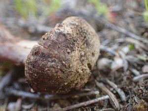  ( - HAY-F-003767)  @11 [ ] by-nc (2023) Dean Lyons Fungal Diversity Survey