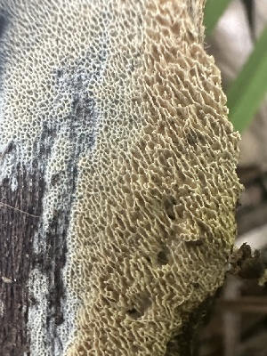  ( - HAY-F-001649)  @11 [ ] by-nc (2023) Bat Vardeh Fungal Diversity Survey