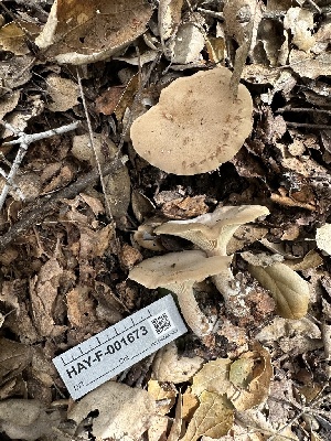  ( - HAY-F-001673)  @11 [ ] by-nc (2023) Bat Vardeh Fungal Diversity Survey