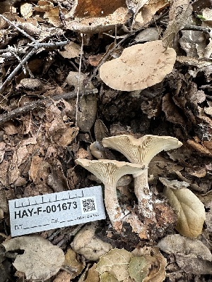  ( - HAY-F-001673)  @11 [ ] by-nc (2023) Bat Vardeh Fungal Diversity Survey