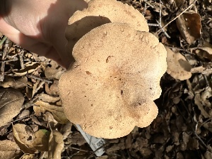  ( - HAY-F-001673)  @11 [ ] by-nc (2023) Bat Vardeh Fungal Diversity Survey