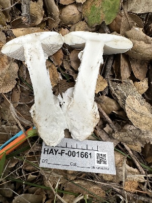  ( - HAY-F-001661)  @11 [ ] by-nc (2023) Bat Vardeh Fungal Diversity Survey